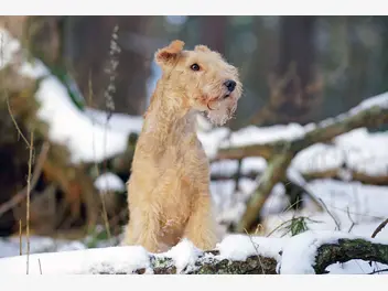 Lakeland terrier - zdjęcie 3