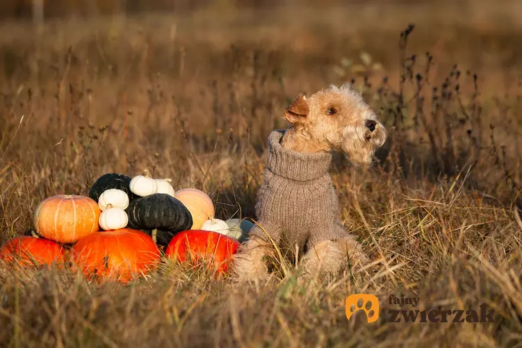 Jesienna sesja psa rasy lakeland terrier.  Pies jest w sweterku i siedzi obok dyń.