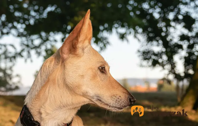 Pysk psa rasy podengo portugalski z profilu.